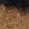 Leopard Eyelash Coatigan - Black/Brown