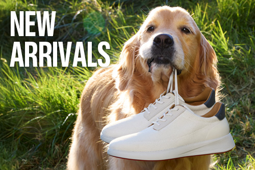 Dog holding a pair of Johnston & Murphy white shoes in its mouth.